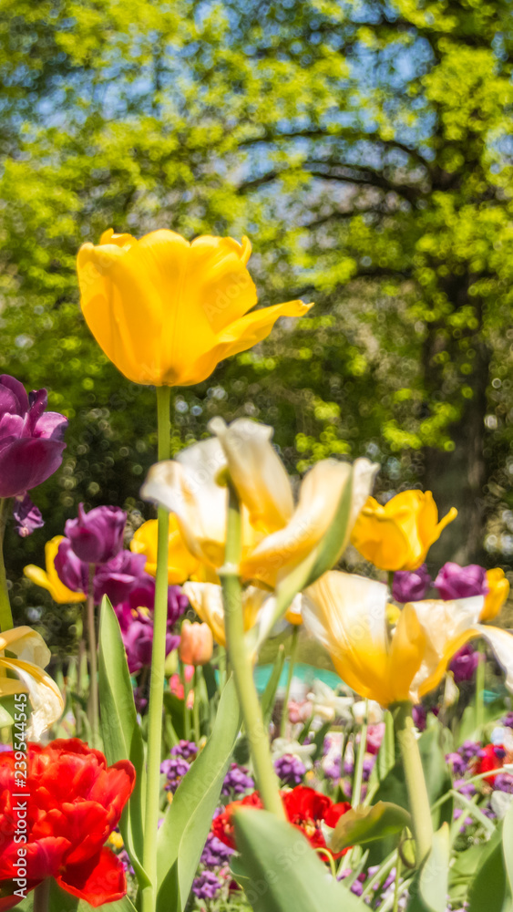Smartphone HD wallpaper of big colorful flower field in spring Smartphone HD wallpaper of big colorful flower field in spring
