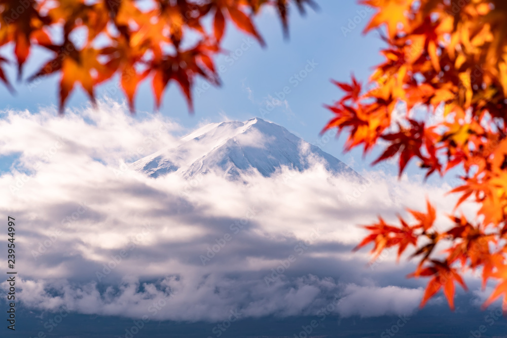Fototapeta Colorful Autumn in Mount Fuji, Japan - Lake Kawaguchiko is one of the best places in Japan to enjoy Mount Fuji scenery of maple leaves changing color giving image of those leaves framing Mount Fuji.
