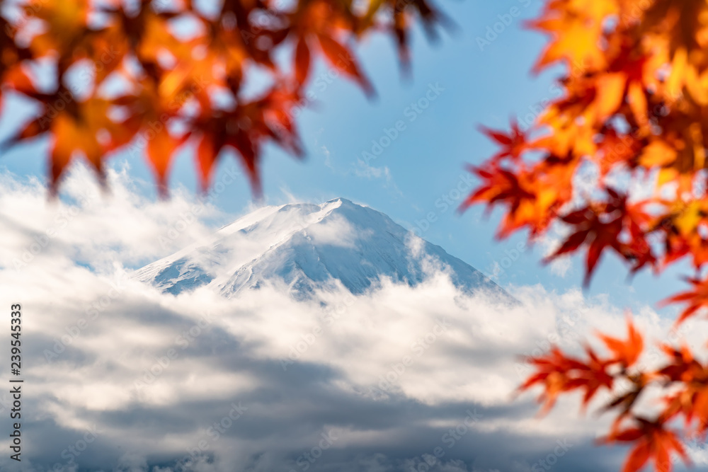 Fototapeta Colorful Autumn in Mount Fuji, Japan - Lake Kawaguchiko is one of the best places in Japan to enjoy Mount Fuji scenery of maple leaves changing color giving image of those leaves framing Mount Fuji.