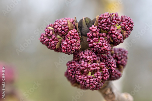 Bilde på lerret Fraxinus excelsior aufgehende Blütenknospen