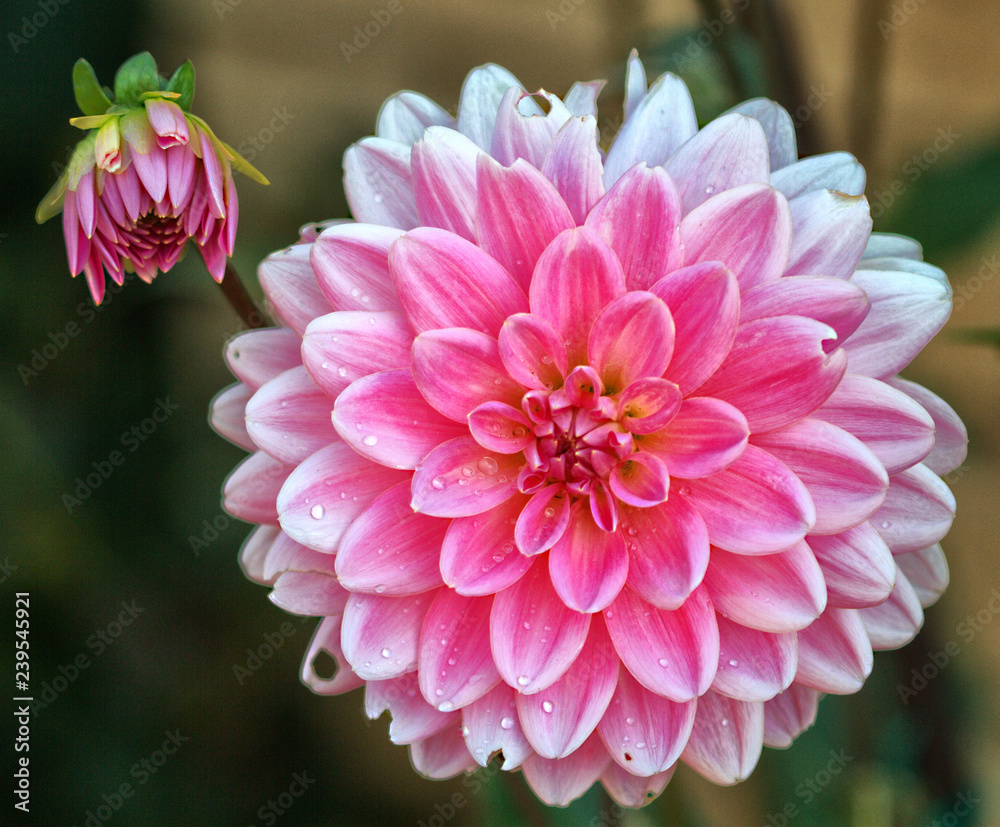 Pink dahlia Pink dahlia