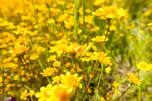 Field of Yellow Flowers in Spring