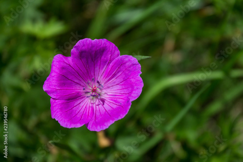 Wild flower with a blurred background