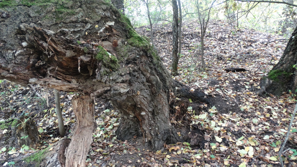 tree in the forest tree in the forest