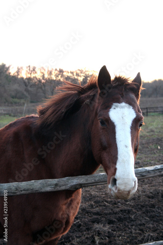 Horse head. Wild stallion photographed from very close. Sunset in the background.