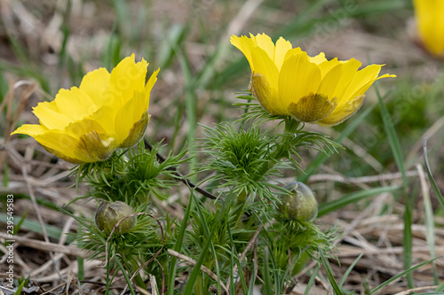 Blüten von Adonis vernalis Adonisröschen photo