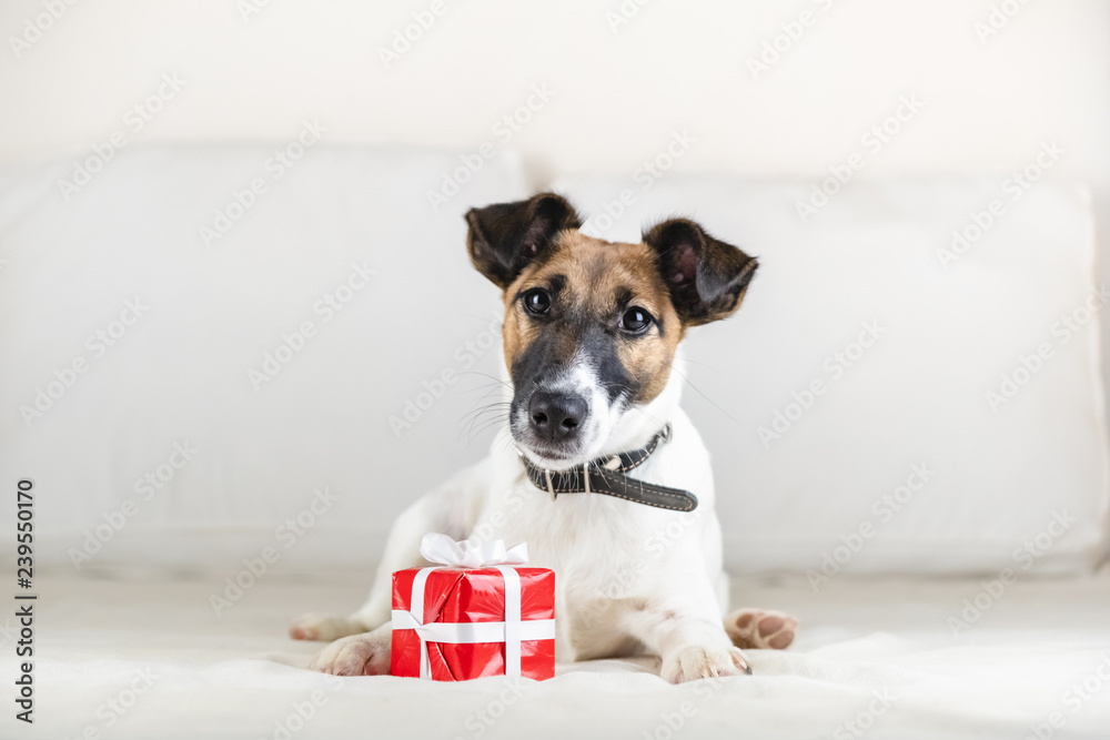 Cute little fox terrier puppy on bed with tiny gift box. Young dog lies with present at its paws in bedroom