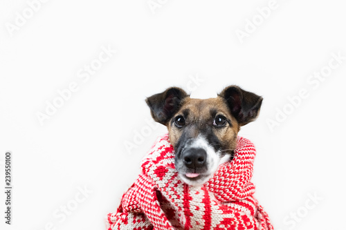 Cute little puppy in winter scarf with funny tongue sticking out. Portrait of young fox terrier dog in winter clothes at studio background