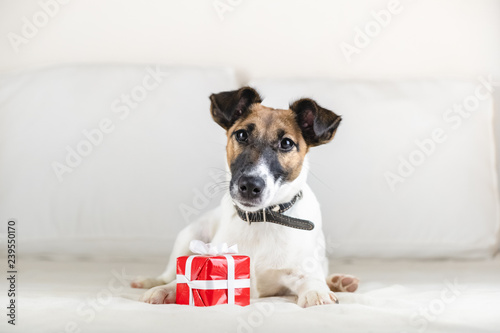 Cute little fox terrier puppy on bed with tiny gift box. Young dog lies with present at its paws in bedroom © Photoboyko