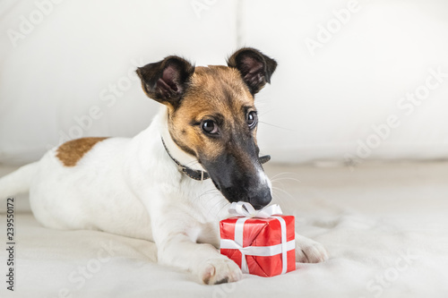 Cute little fox terrier puppy on white bed with a tiny gift. Young dog with beautiful eyes holds present at its paws in bedroom