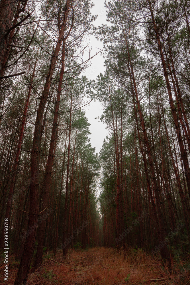 Ein Wanderpfad führt in Niedersachsen durch einen herbstlichen Laubwald