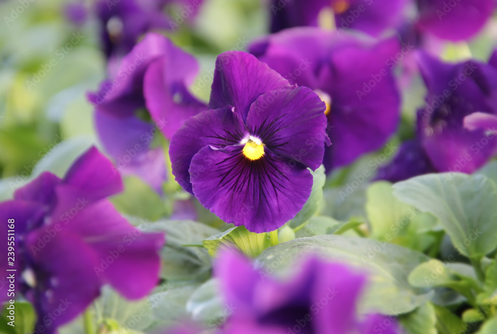 Obraz premium Purple pansy flowers