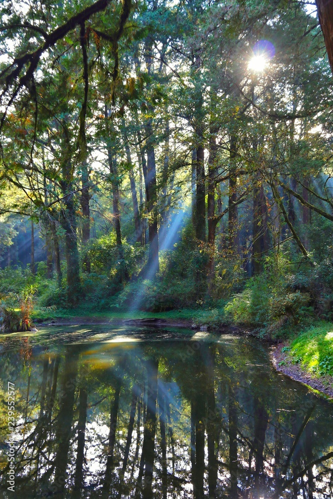 Forest sun rays