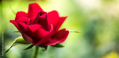 Petals of a red rose bud