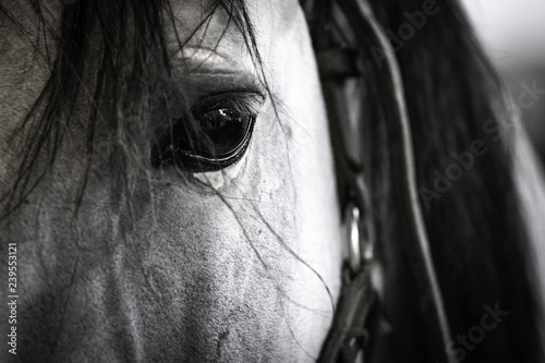 primer plano de un ojo de un caballo © JACOBO LOSADA