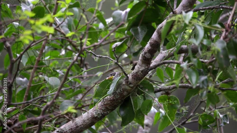 Swallow-tailed Cotinga perched on branch scene. The bird shakes its head and looks around. Video recorded in Vargem Alta, Espírito Santo - Southeast of Brazil. Atlantic Forest Biome. Swallow-tailed Cotinga perched on branch scene. The bird shakes its head and looks around. Video recorded in Vargem Alta, Espírito Santo - Southeast of Brazil. Atlantic Forest Biome.
