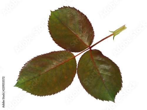 Rose leaf on white