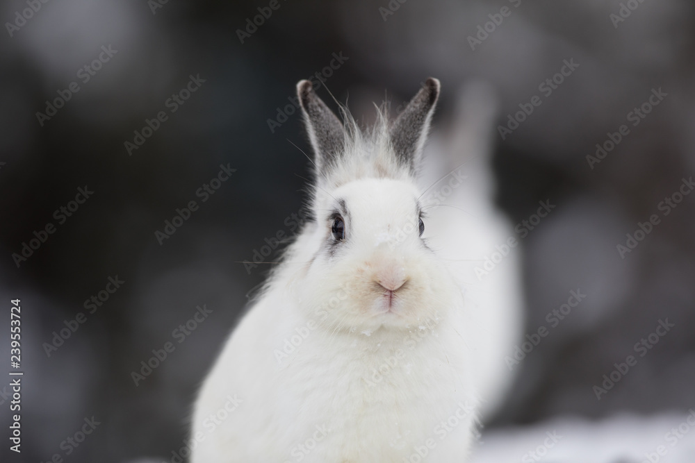 white Easter bunny in the winter in the snow white Easter bunny in the winter in the snow