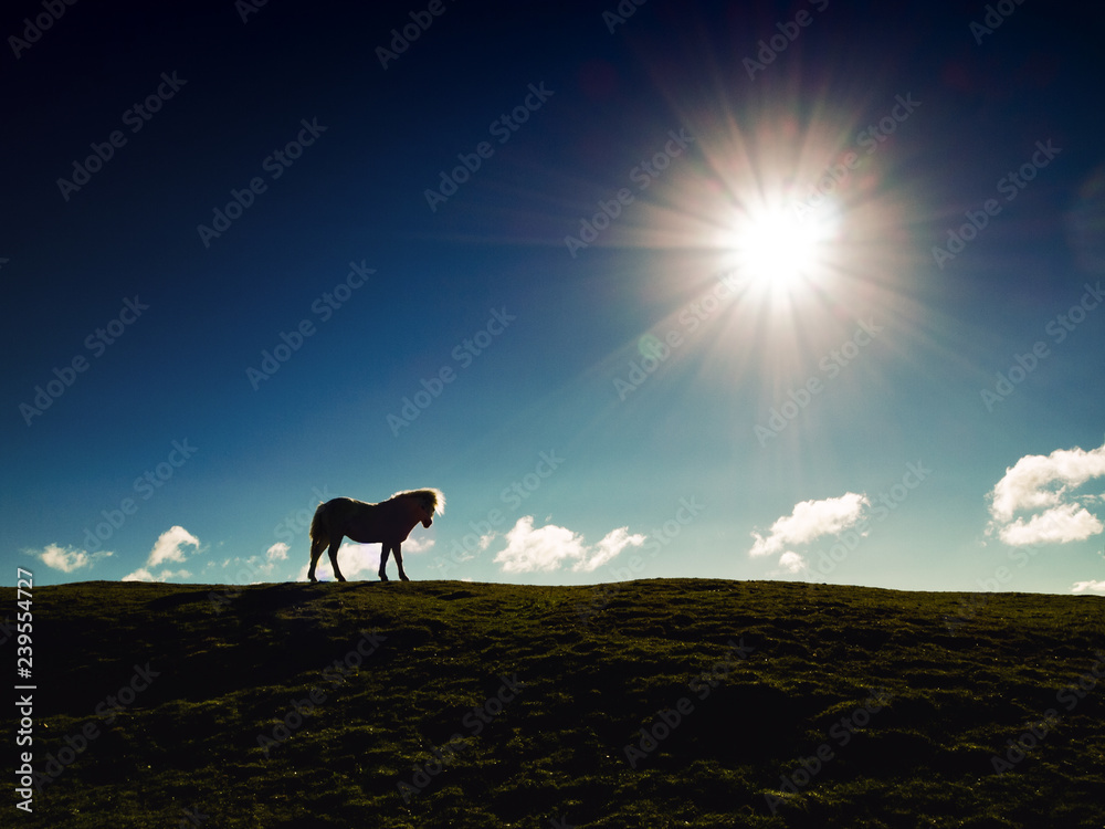 Lone Silhouette of a Horse on a hill with the sun setting as star burst in background