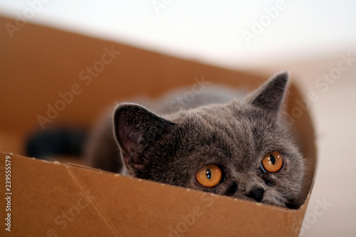 Close-up of a rescue cat in a box