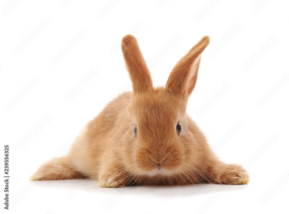 One brown rabbit. One brown rabbit.