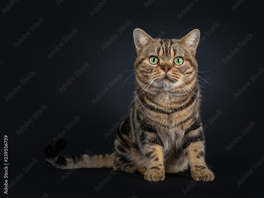 Handsome young adult black tabby American Shorthair cat sitting facing front. Looking straight at lens with yellow / green eyes. Isolated on a black background.