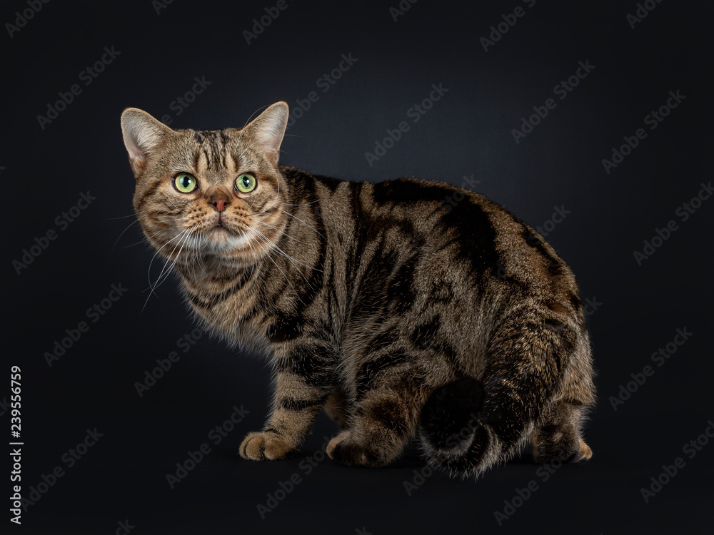 Handsome young adult black tabby American Shorthair cat standing / walking / turning. Looking over shoulder with yellow / green eyes. Isolated on a black background.