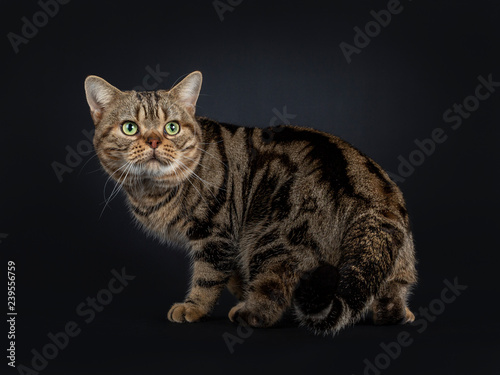 Handsome young adult black tabby American Shorthair cat standing / walking / turning. Looking over shoulder with yellow / green eyes. Isolated on a black background.