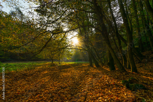 Herbstlandschaft