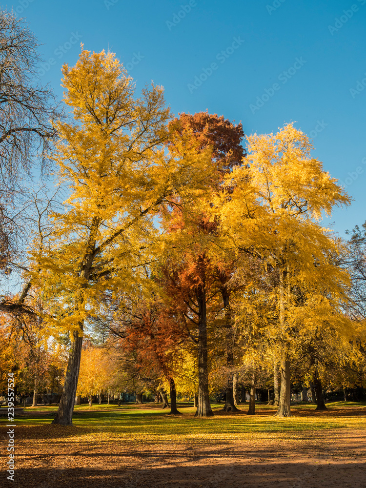 Fototapeta premium Beautiful Autumnal Trees At The Edge Of Lake Annecy, France