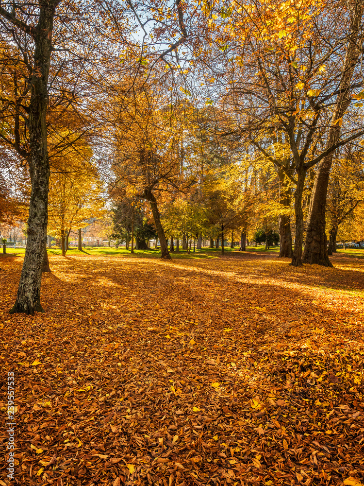 Beautiful Autumnal Trees At The Edge Of Lake Annecy, France