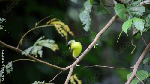 Yellow-lored Tody-Flycatcher perched on branch scene. The bird shakes its head, looks around and jumps on the branch. Atlantic Forest Biome. photo