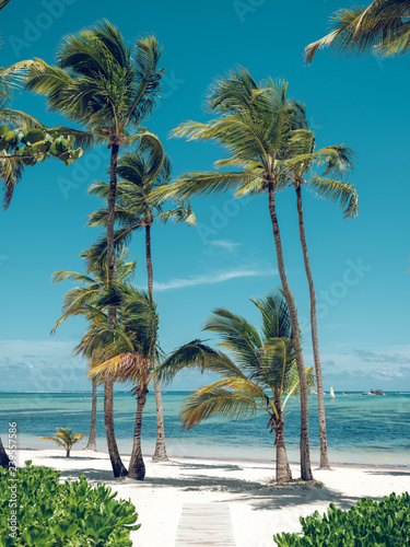 Wonderful palms growing near sea photo