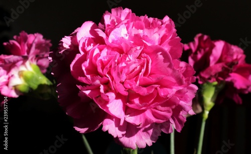 pink carnation on black background
