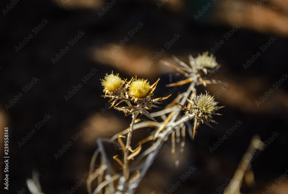 beautiful thorn close-up. small thorn bush background. beautiful thorn close-up. small thorn bush background.