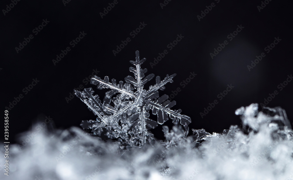 snowflake on snow, snow snowflake on snow, snow