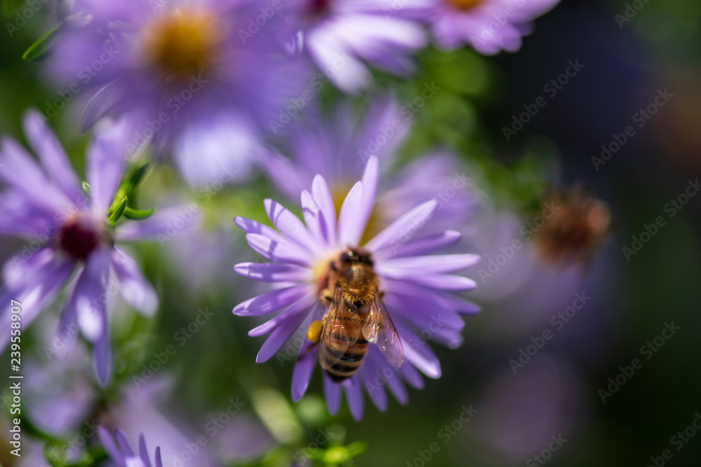 a bee collects nectar from a flower a bee collects nectar from a flower