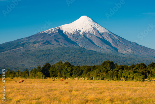 Farms with cows at the foots of Osorno Volcano on the shores of Lake LLanquihue, X Region de Los Lagos, Chile