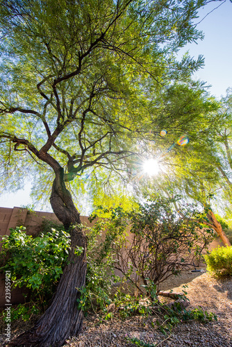 a mesquite tree with the sun in the background
