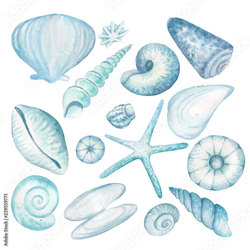 set of different shells © Мария Ронина