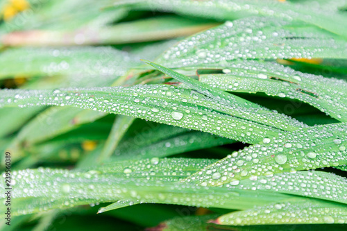 Close-up of long green leaves with morning dew drops. Garden, nature, plants empty background.