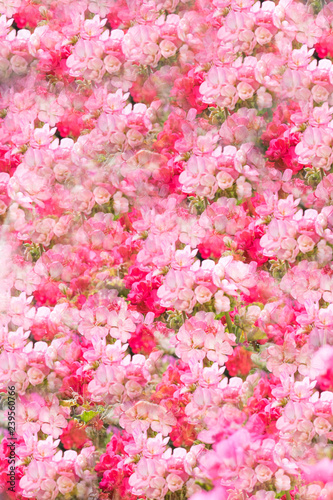background wall of pink flowers