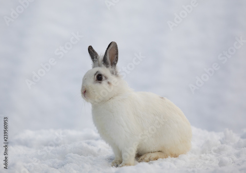 white Easter bunny in the winter in the snow © serikbaib