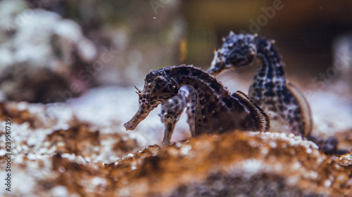 Seahorses at fish tank