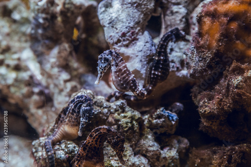 Seahorses at fish tank