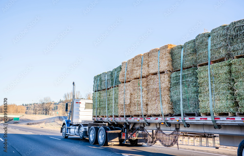 Blue big rig day cab classic American semi truck with flat bed semi
