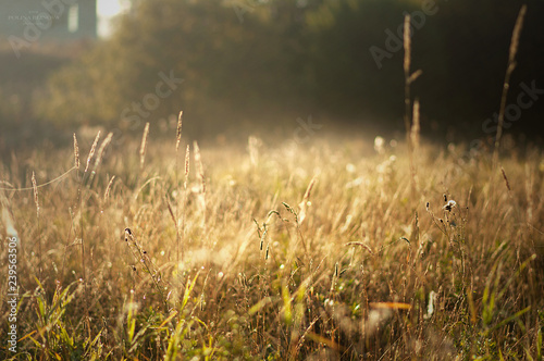 поле трава восход утро © Полина Блинова
