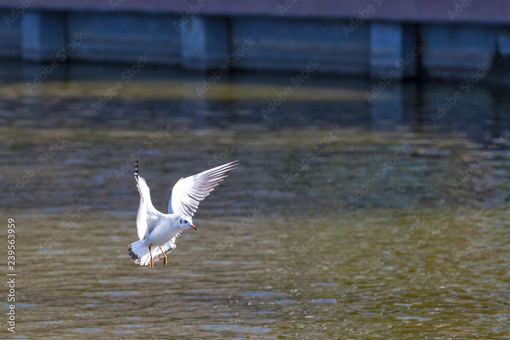 White seagull with open wings lands on the water of the pond, close-up gull is flying in the city. Bird on Swan Lake, Astrakhan, Russia. White seagull with open wings lands on the water of the pond, close-up gull is flying in the city. Bird on Swan Lake, Astrakhan, Russia.