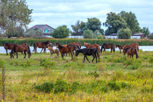 A herd of brown and black horses grazes on a green lawn in front of a river on a cloudy day in the village. Animal in the field of the Astrakhan region, Russia.