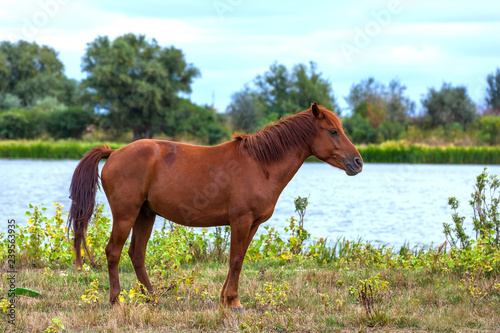 A lonely brown horse grazing on a green lawn in front of a river on a cloudy day on the background of the countryside. Animal in the field of the Astrakhan region, Russia.